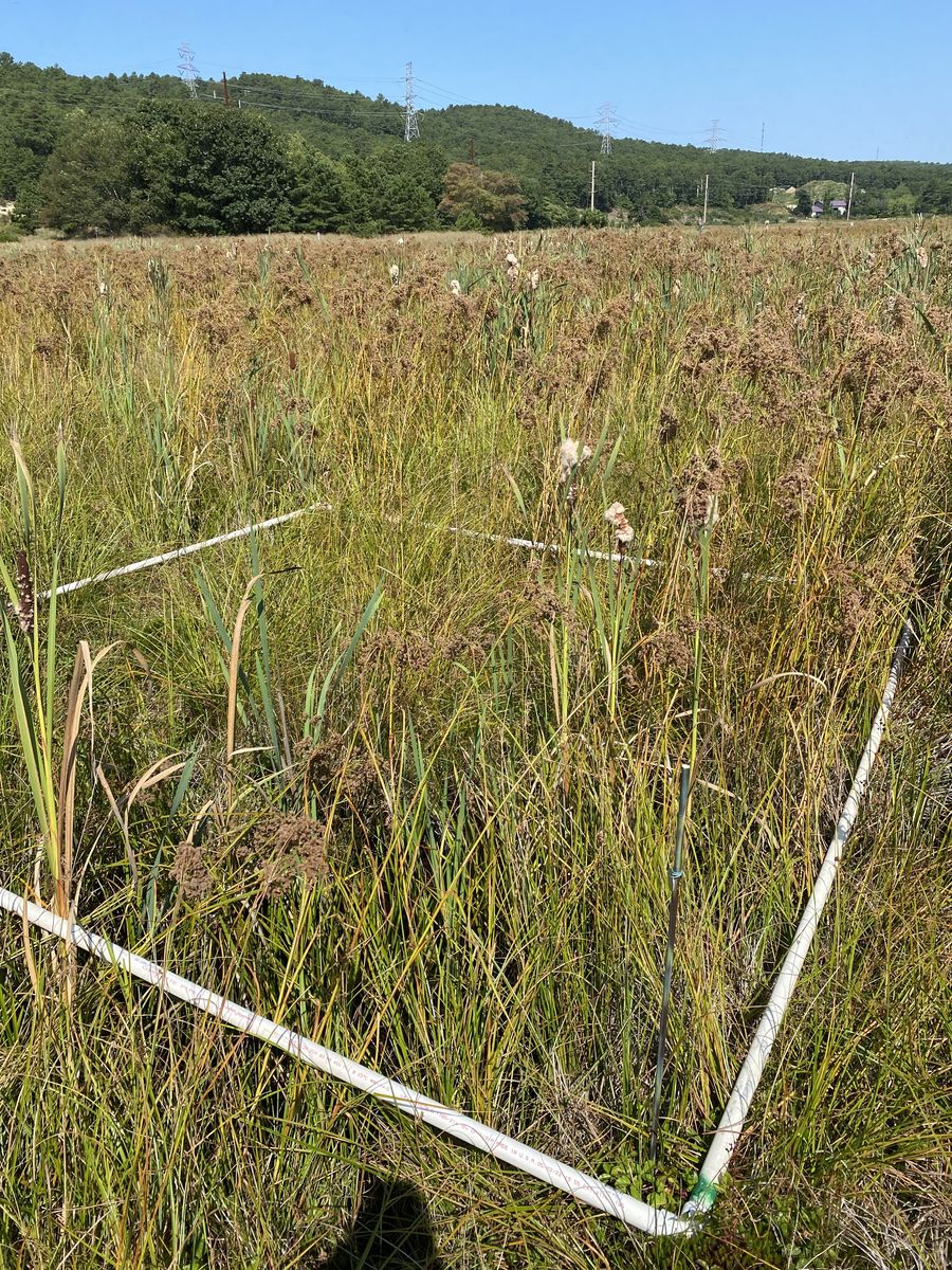Plot 538