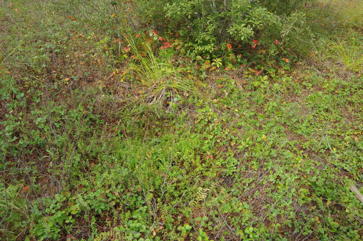 Upper Coonamessett 802 2021