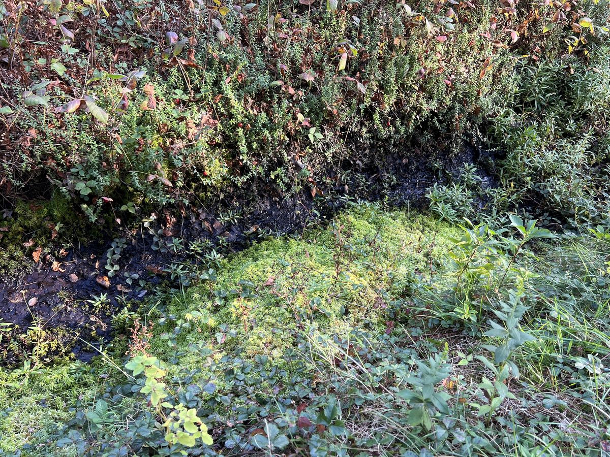 A nice patch of sphagnum in a ditch