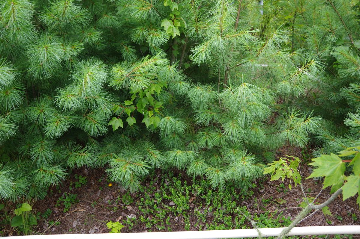 Plot 1216