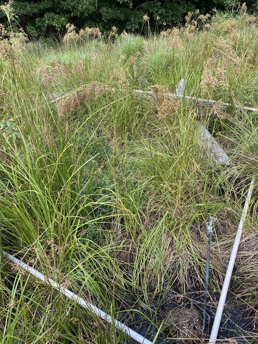 Plot 438