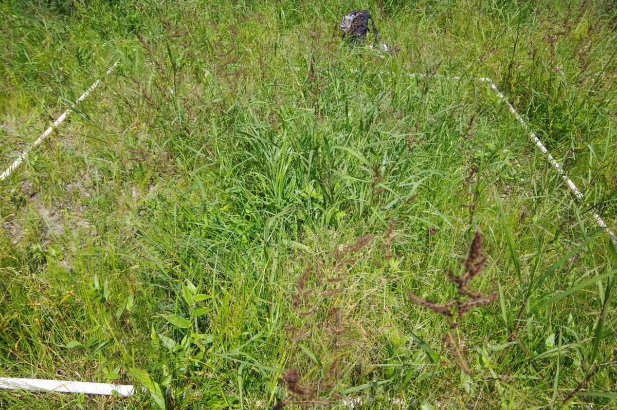 Plot 1231