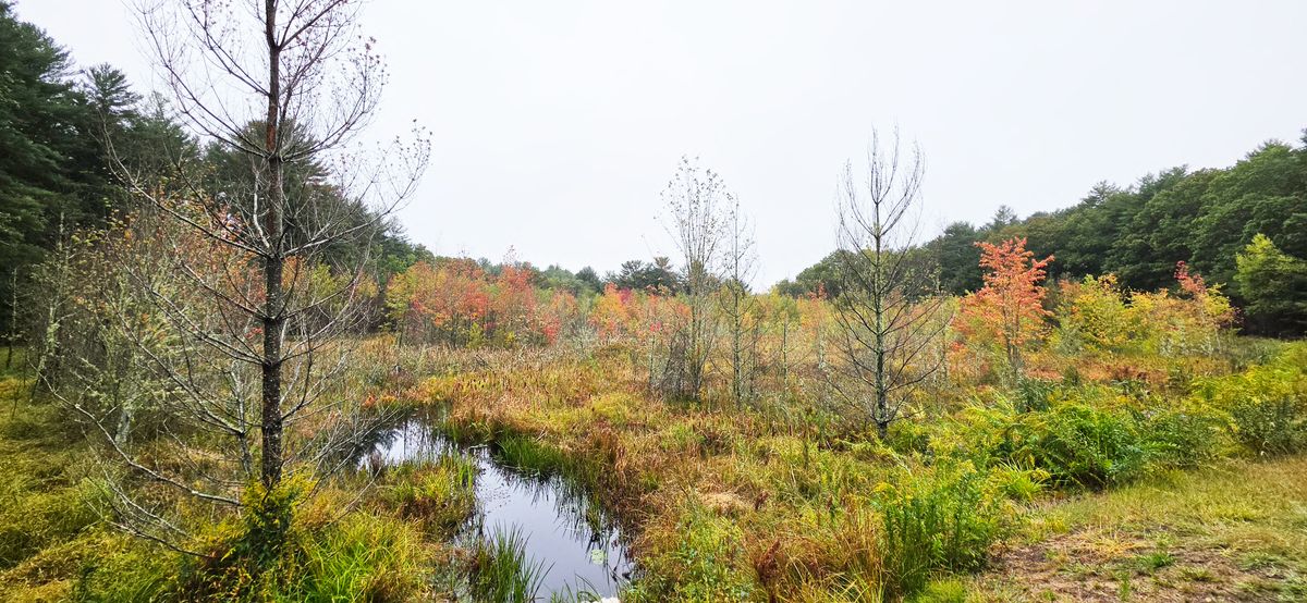 September 2026, looking south from the footbridge where the upstream WCS was removed, looking towards the newly created section of stream. Remnant eastern white pine on the former bog production bed has begun dying due to increased water levels. Of note, cattails have appeared in several locations (photo credit Matt Penella). 