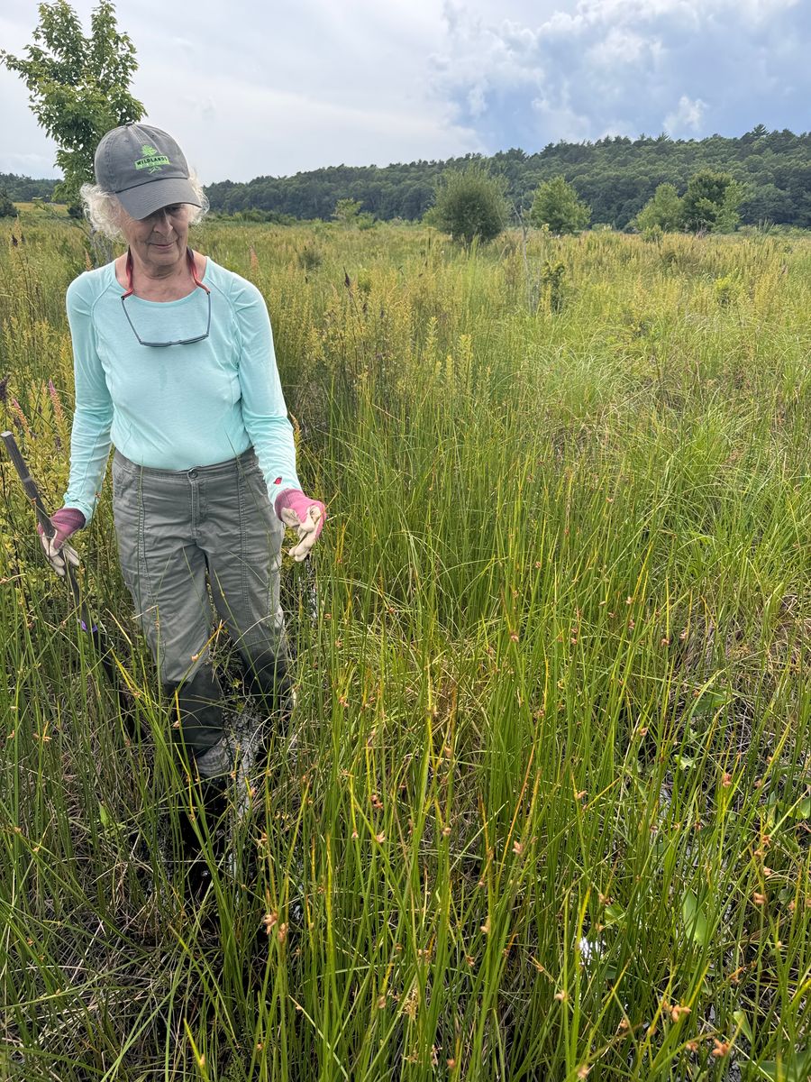 Walking across the growing surface, Glorianna pauses to identify three-square bullrush.