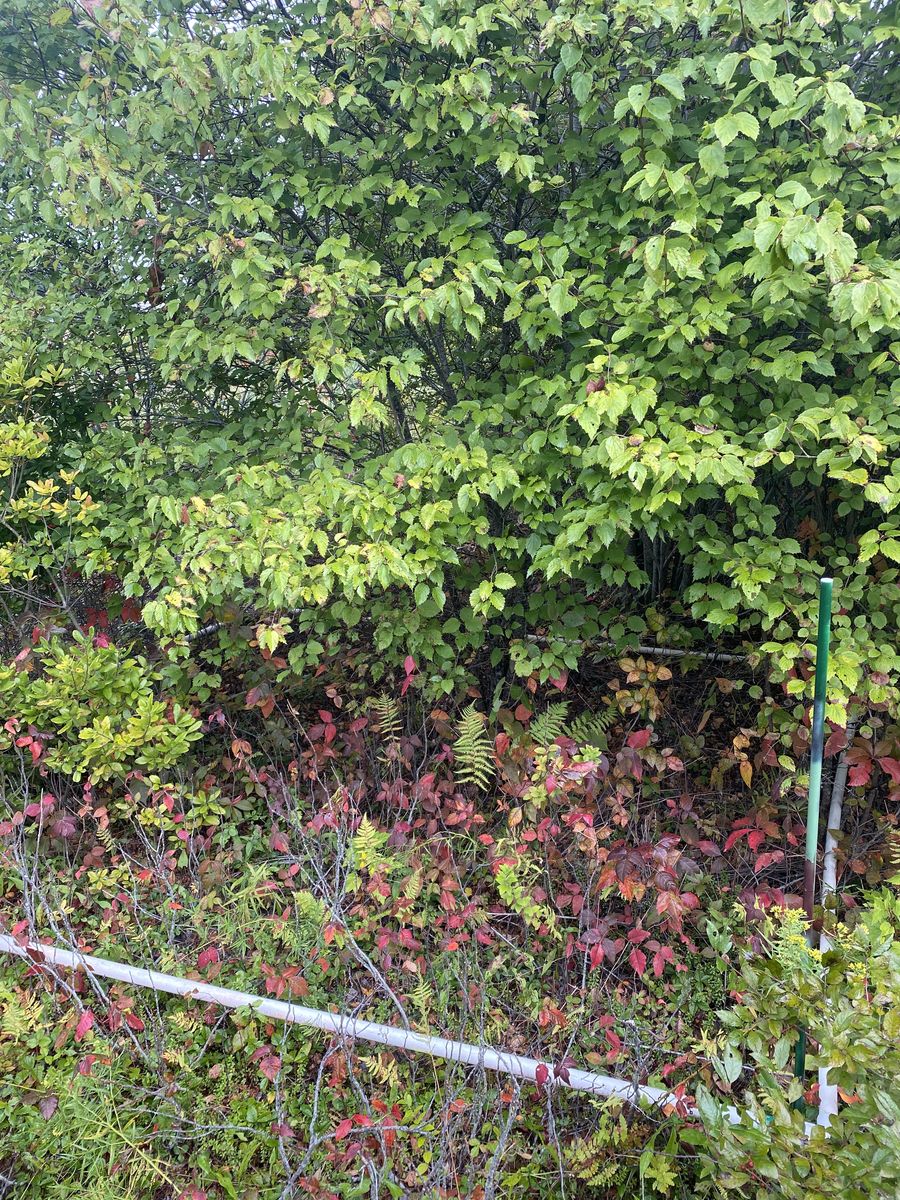 Plot 917