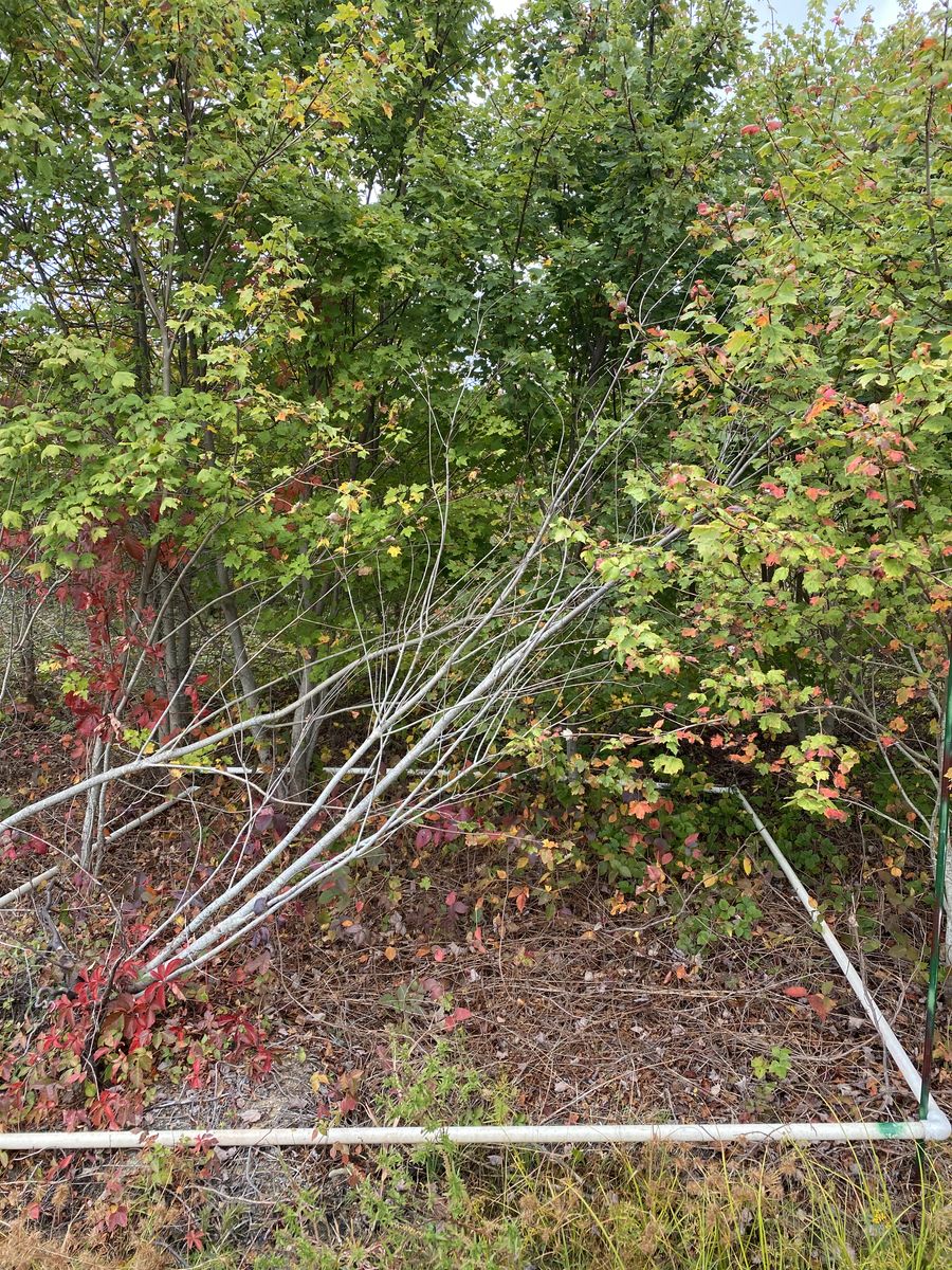 Plot 931