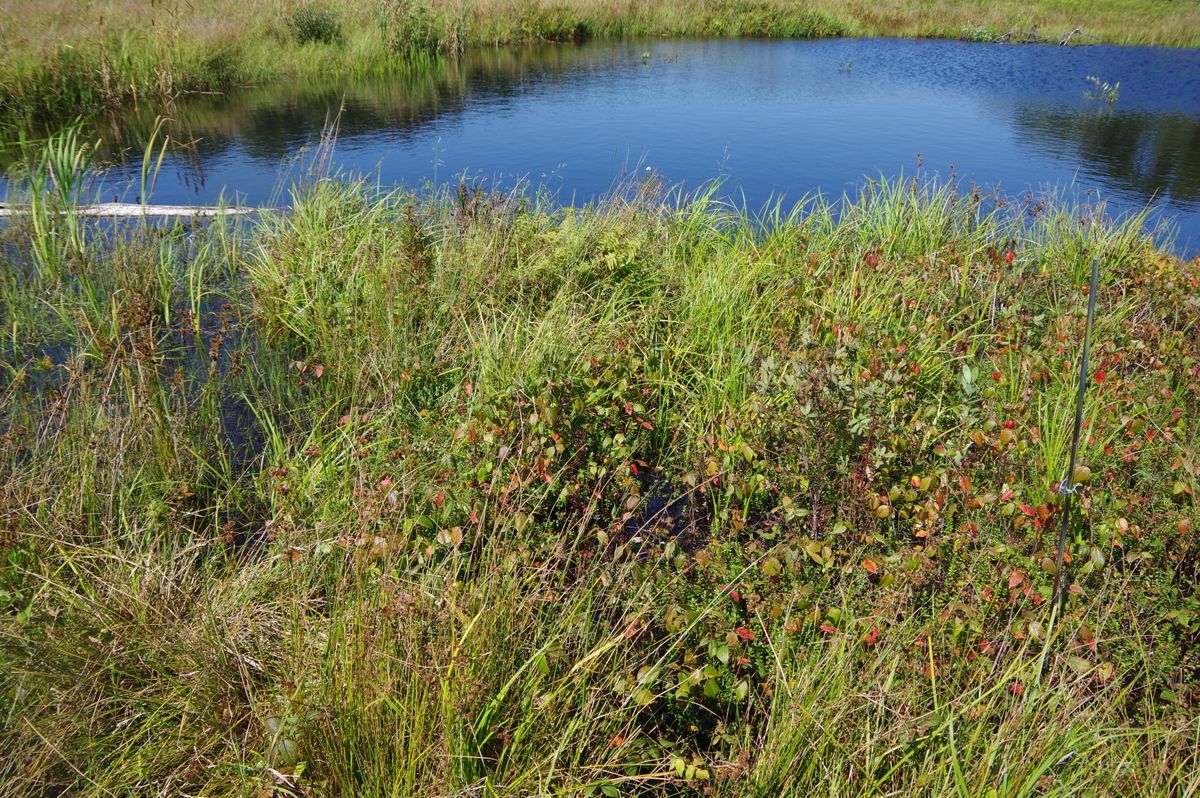 Reservoir Coonamessett 330 2021
