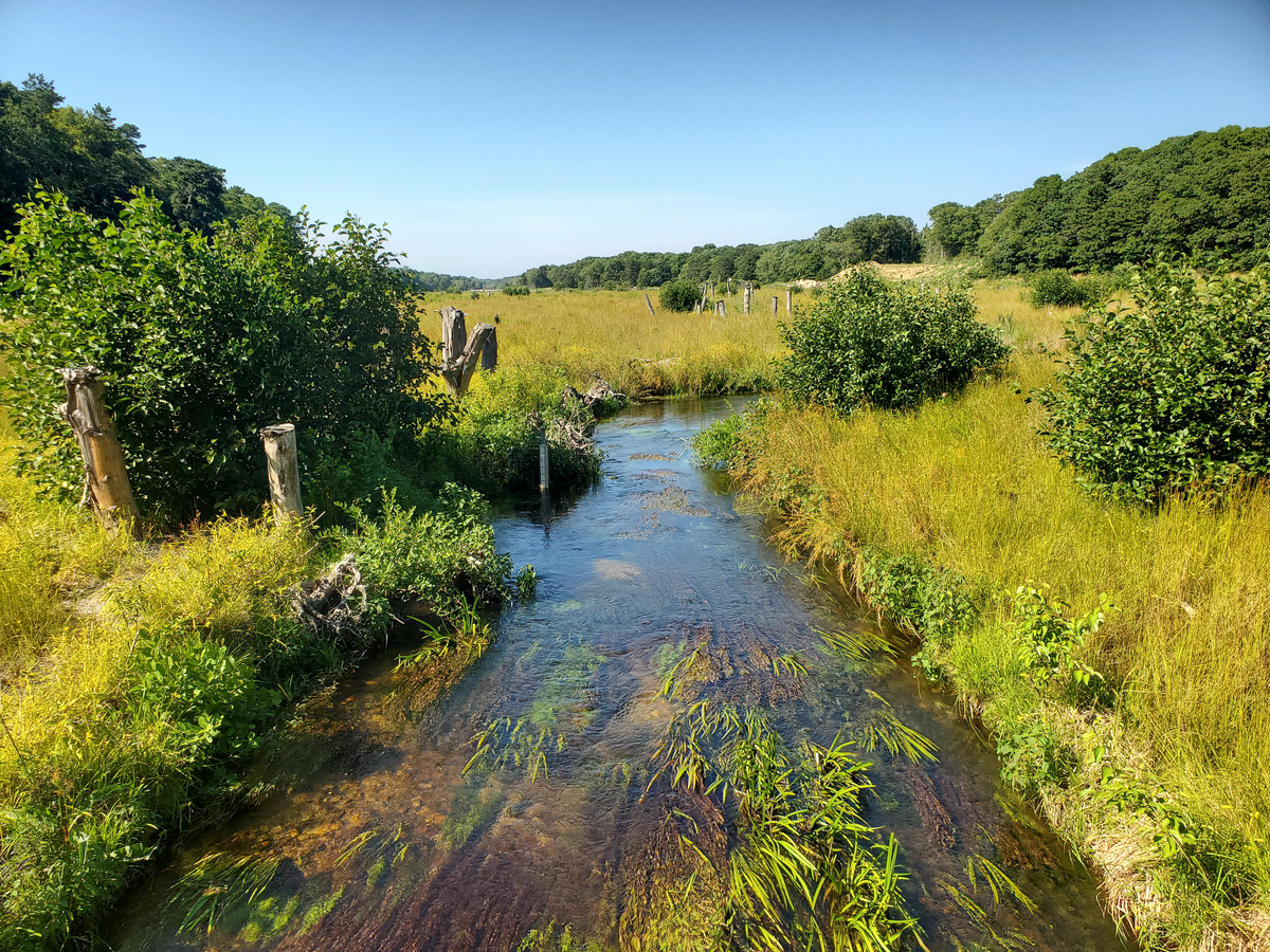 Restored stream channel of the Lower Coonamessett  two years after the restoration intervention