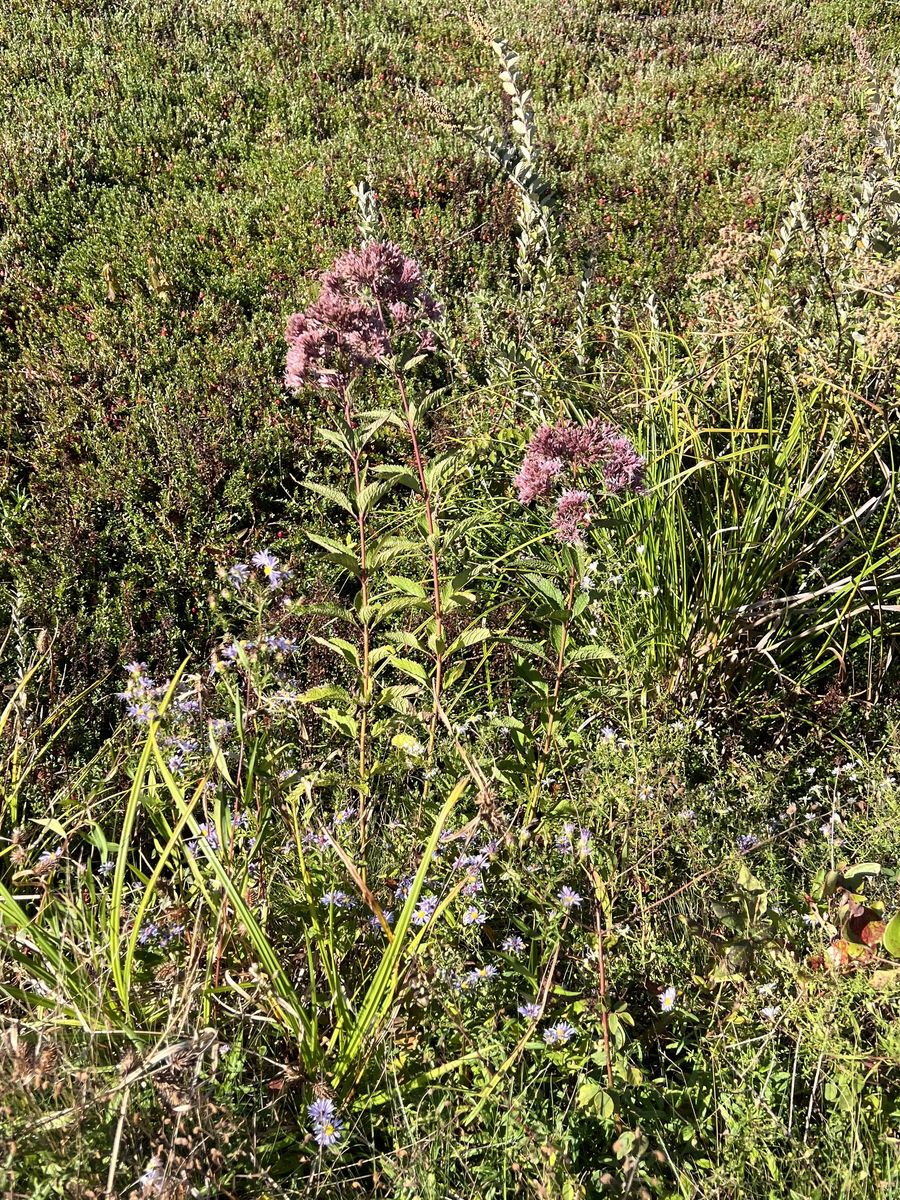 New england astor and Joe pye weed 