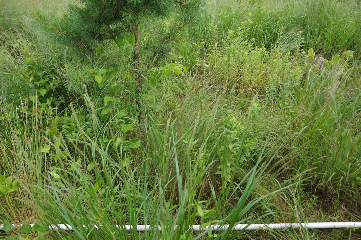 Plot 1208
