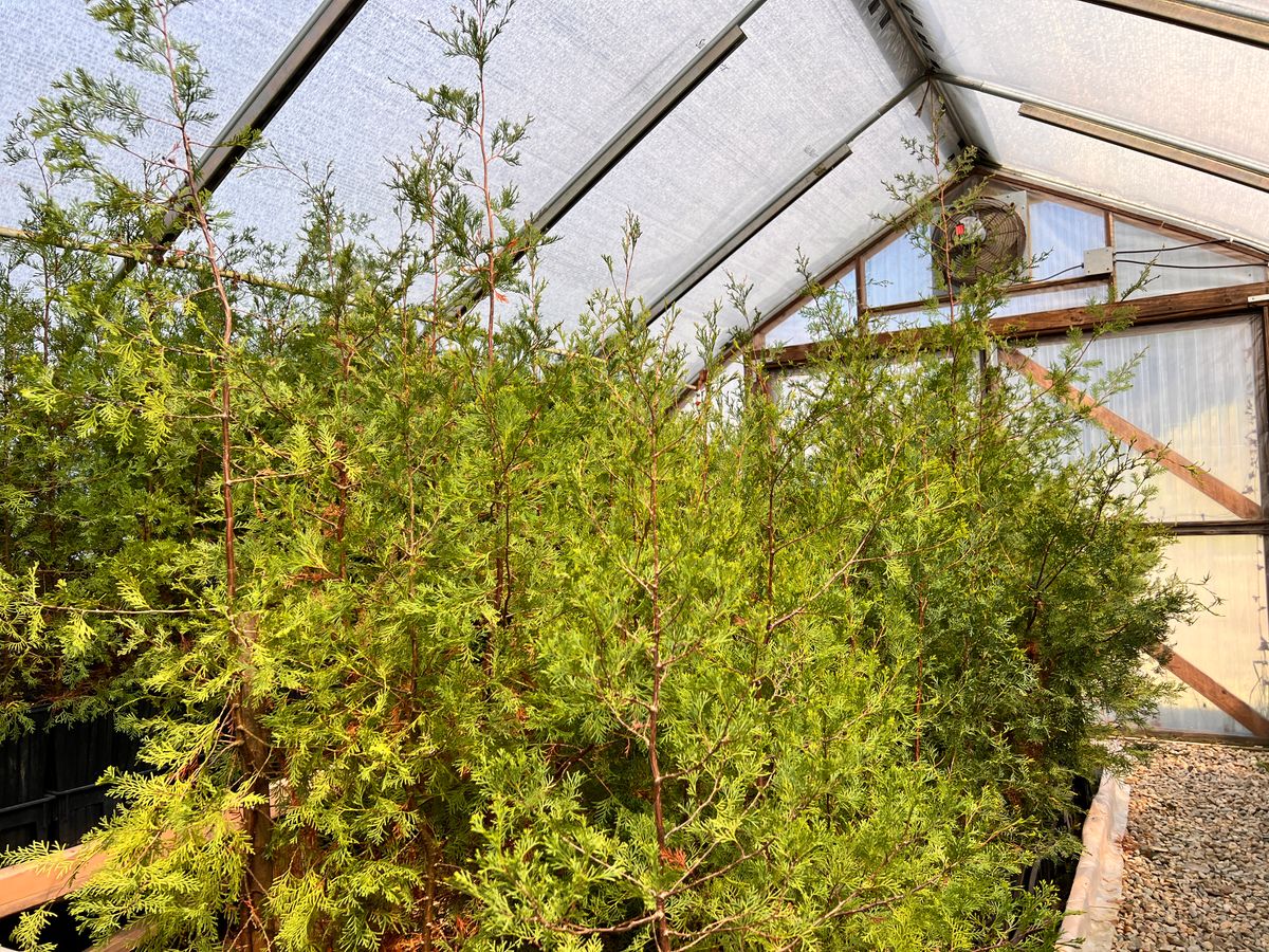 Trees were inventoried by Adrian and Glorianna 