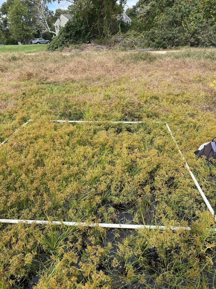 Plot 932