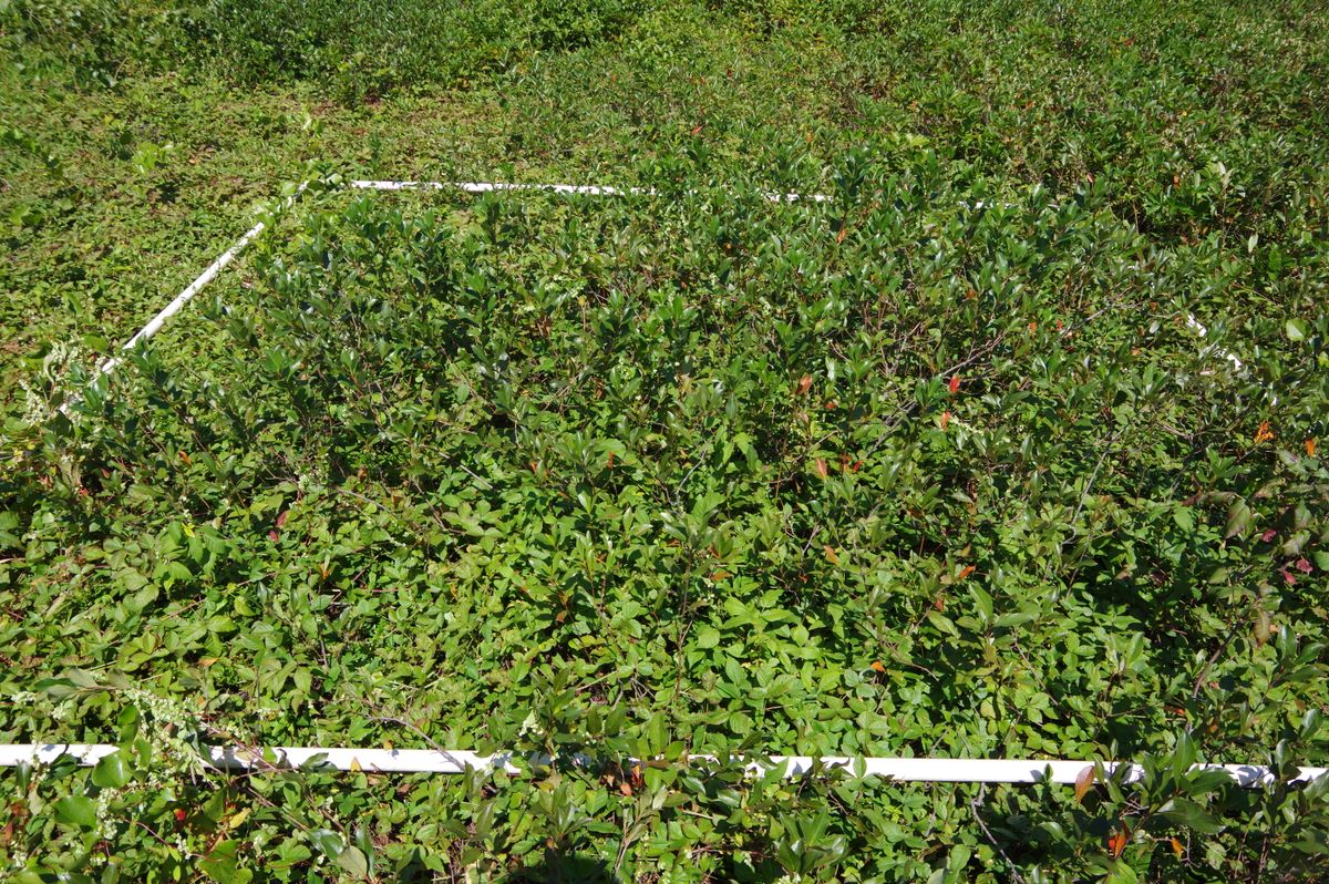 Plot 1804