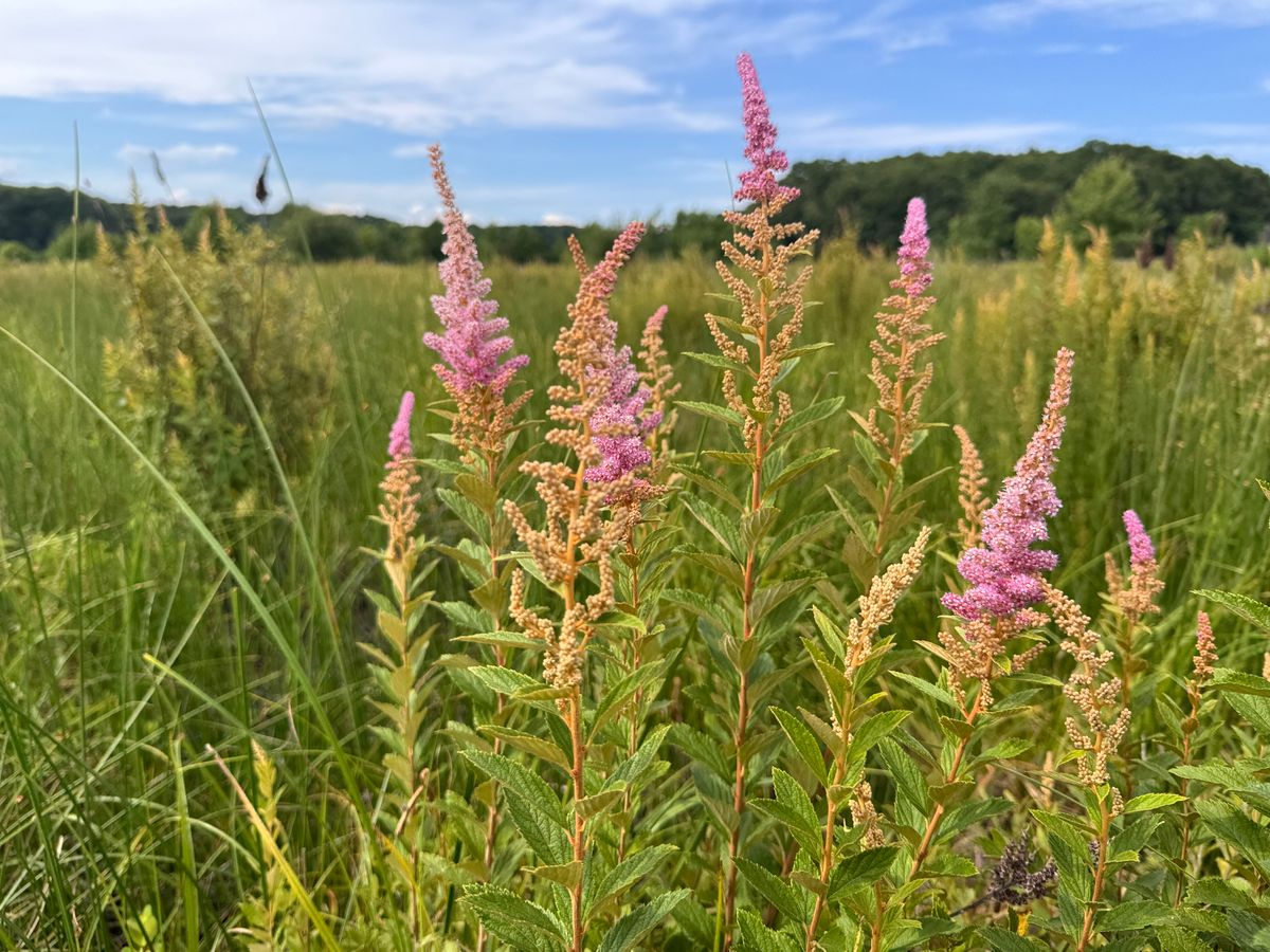 Steeplebush (Spirea tomentosa)
