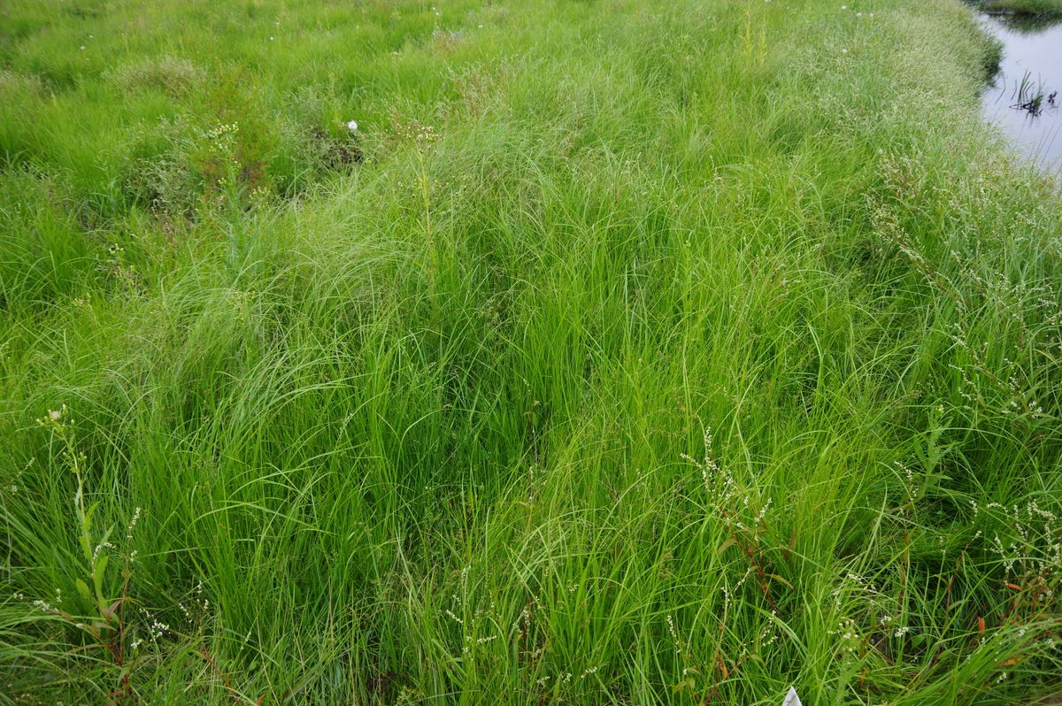 Foothills 536 2021
