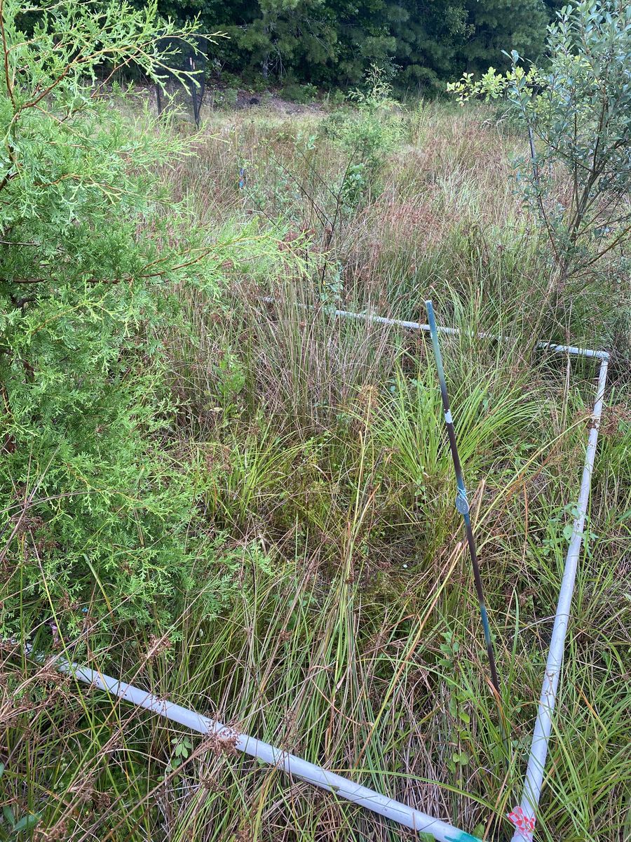 Plot 419