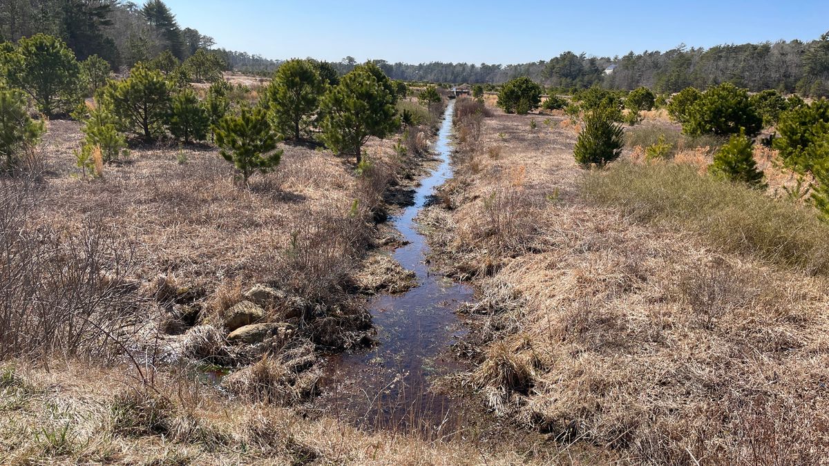 Typical bog surface and ditch