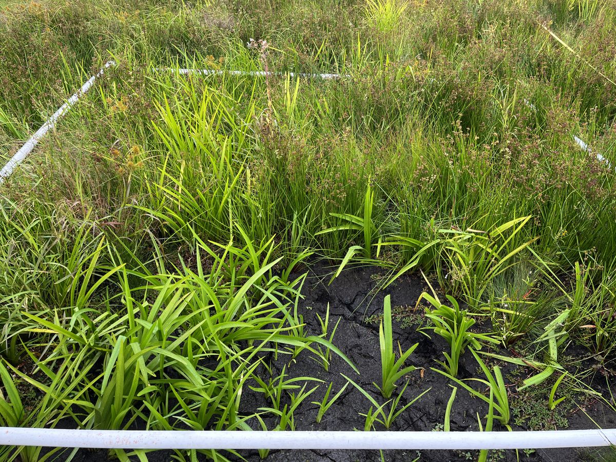 Plot 1130 IMG 6600