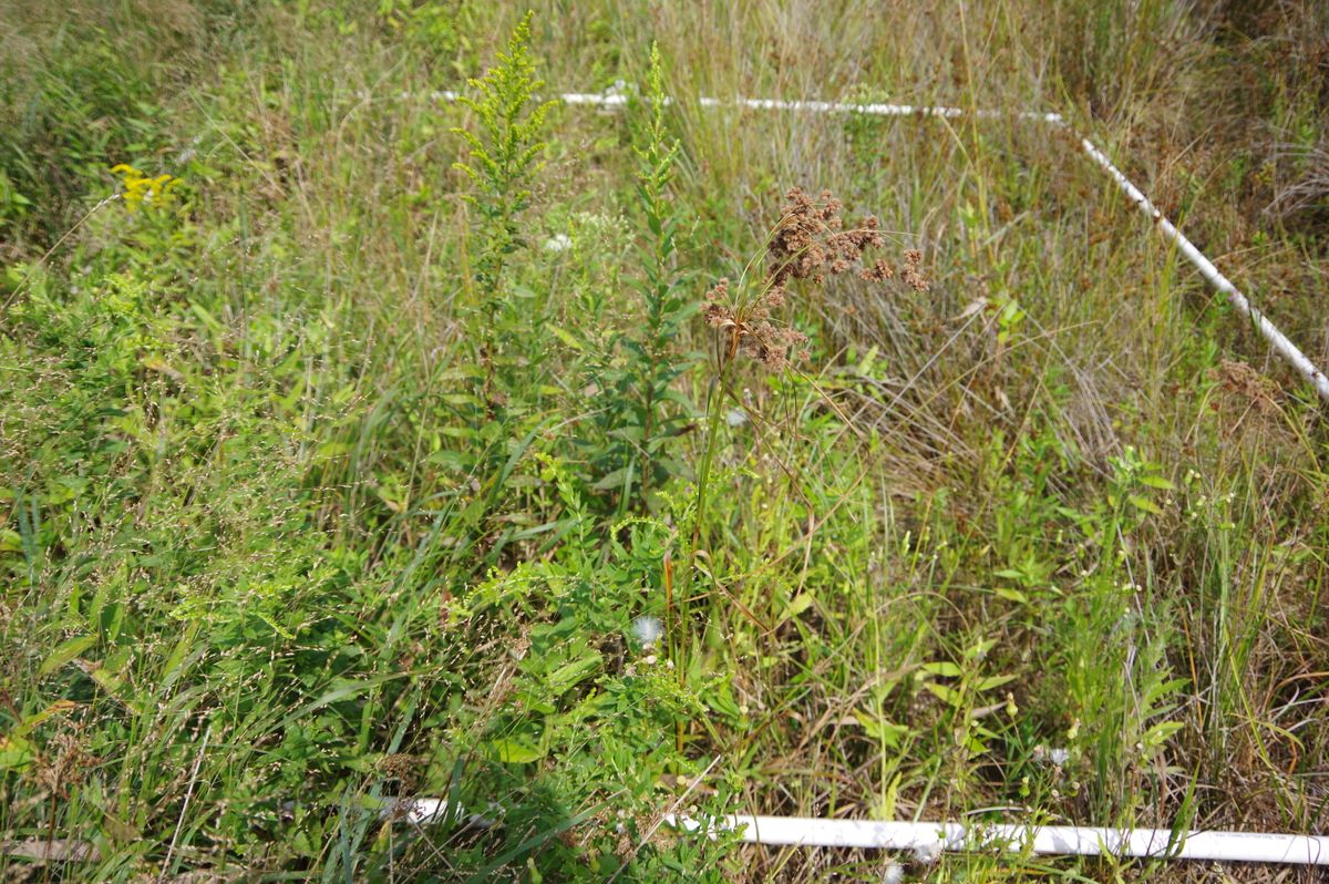Plot 502