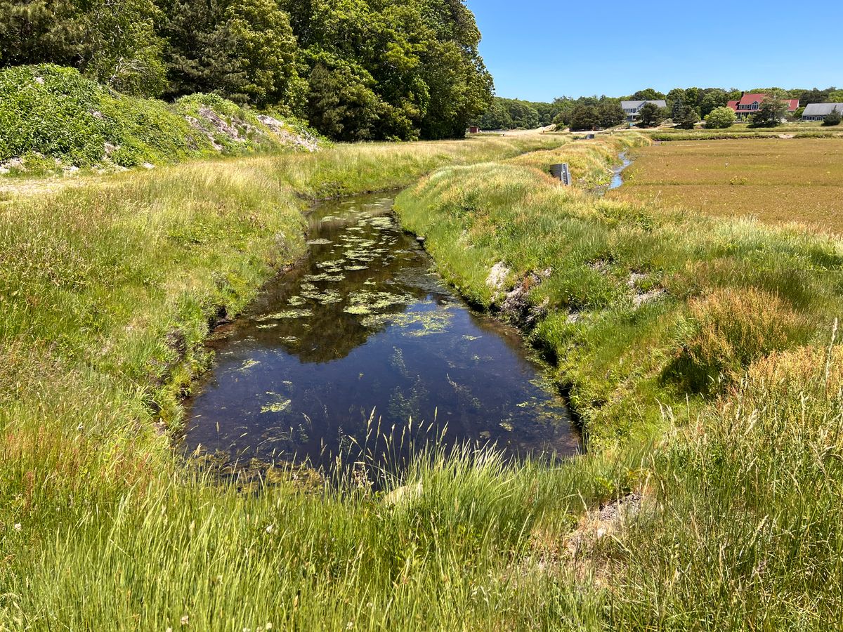 Looking toward active bog