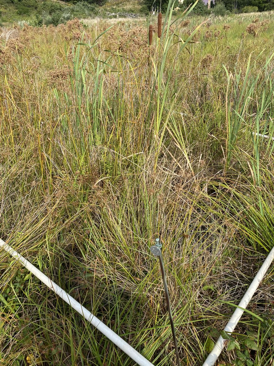 Plot 506