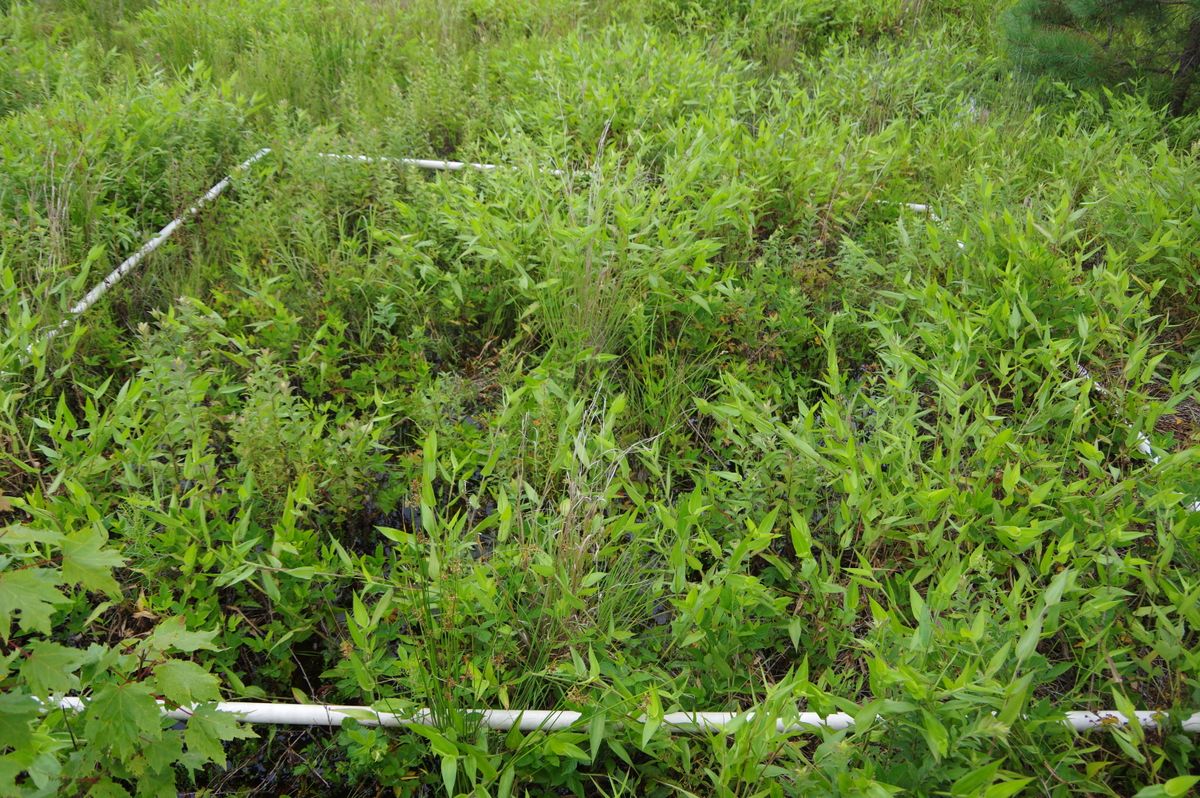 Plot 1203