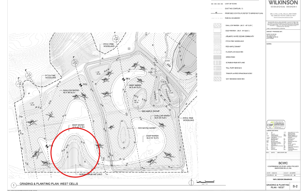 Atlantic white cedar planting areas will be above the anticipated water line at 46' 
