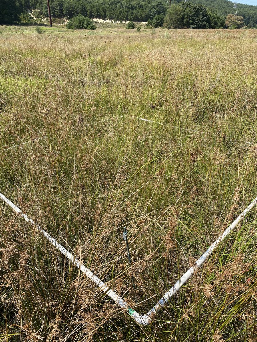 Plot 545