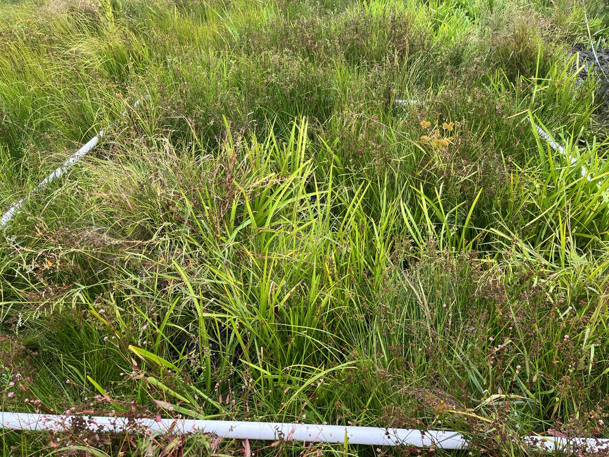 Plot 1129 IMG 6602