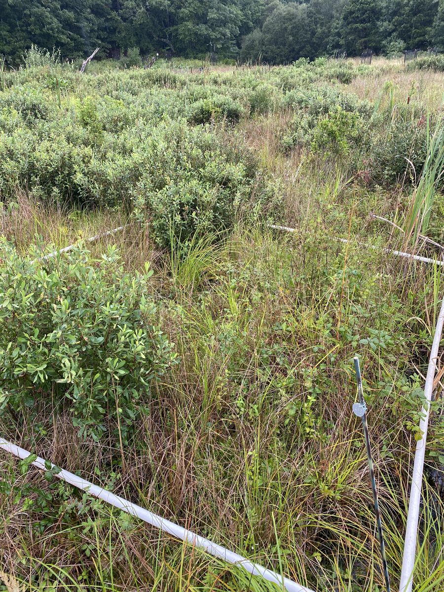 Plot 413