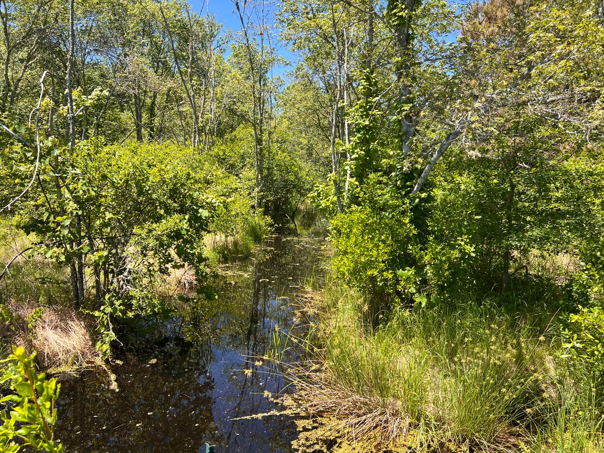 Marstons Mills River headwaters stream