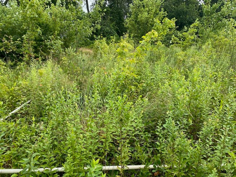 Plot 1231