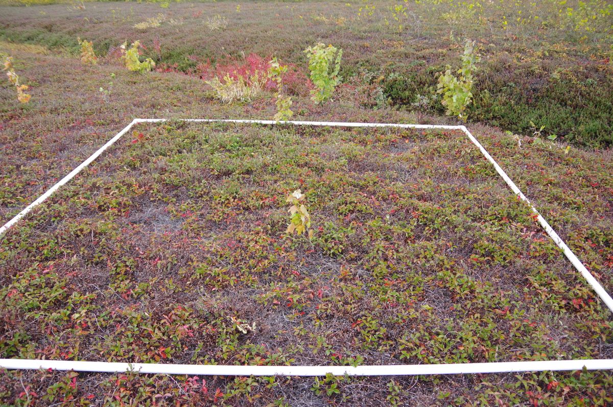 Plot 1401