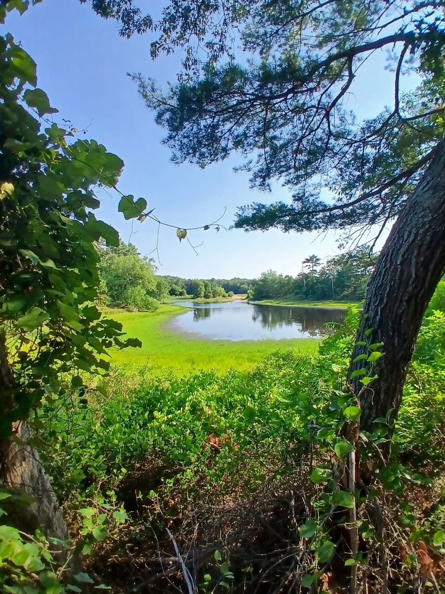 Pinnacle Bogs