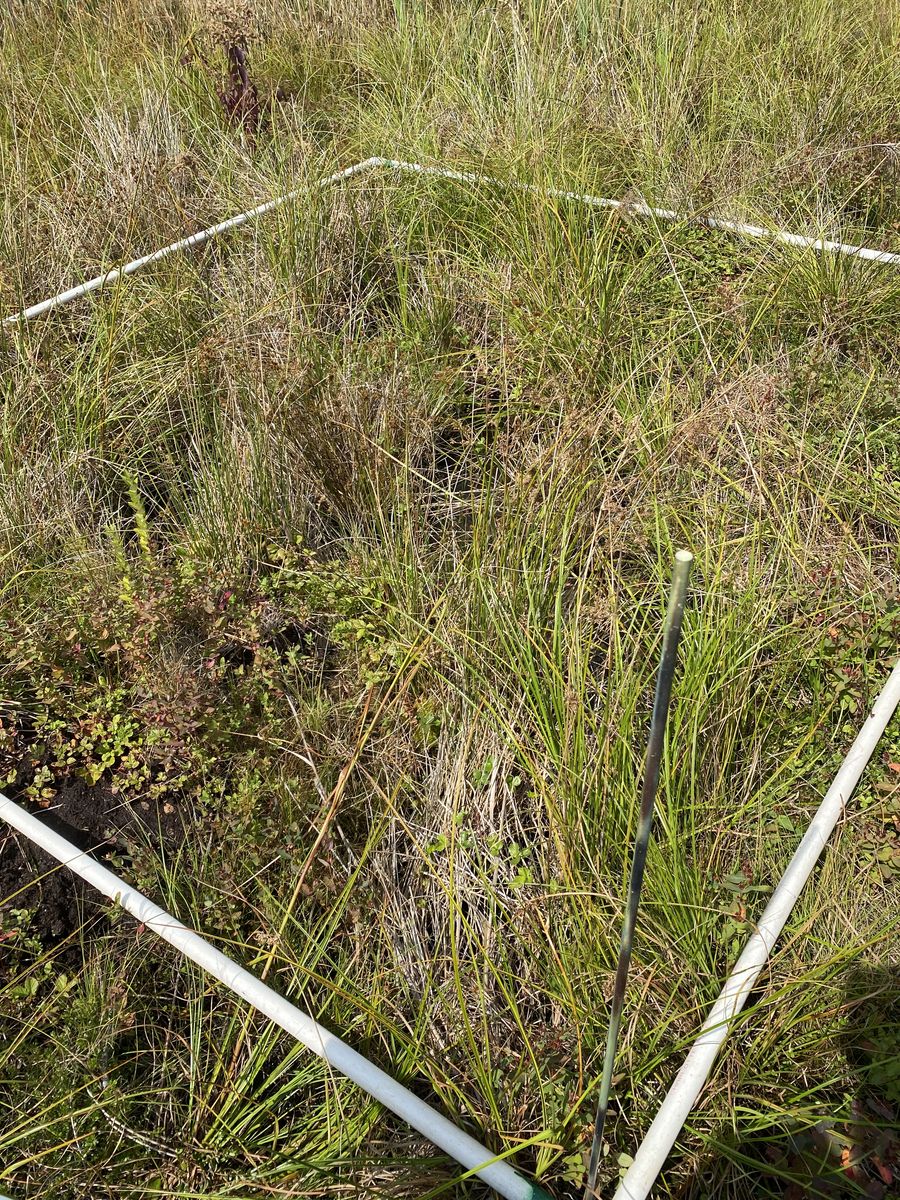 Plot 517