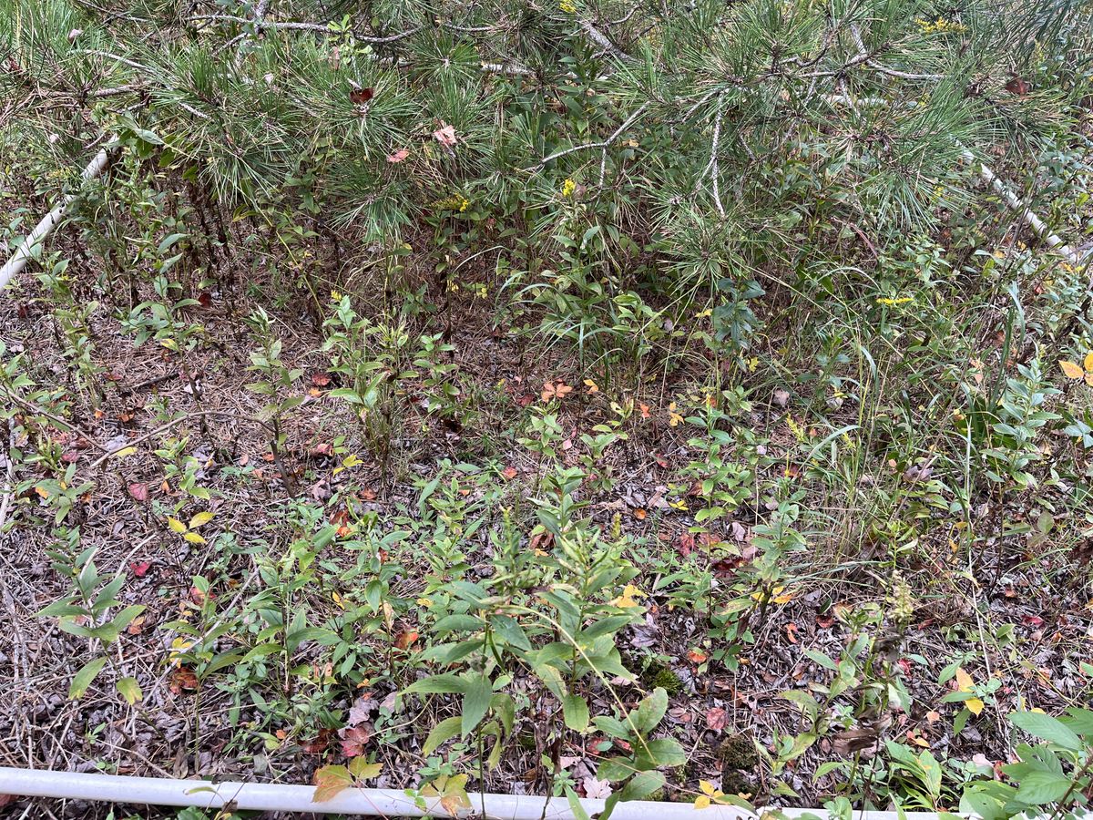 Plot 901 IMG 6638