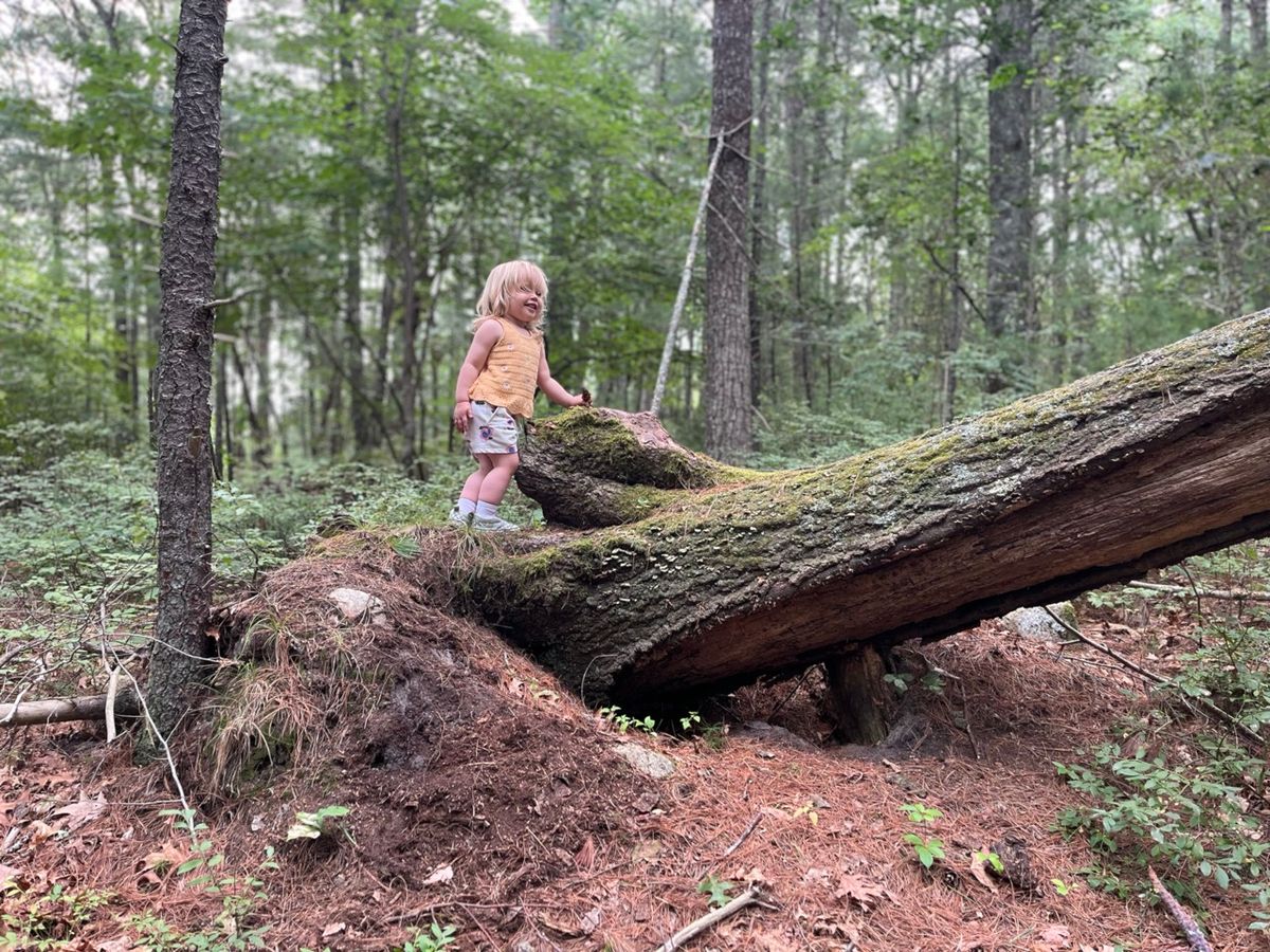 Child next to a tree fallen in the forest 