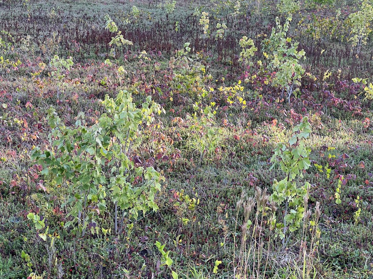 Maples and Poison Ivy on retired bog 