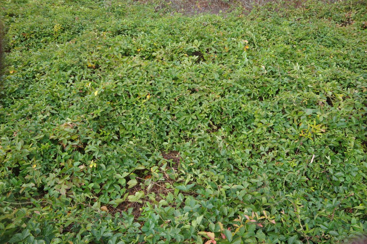 Mill Brook 714 2021