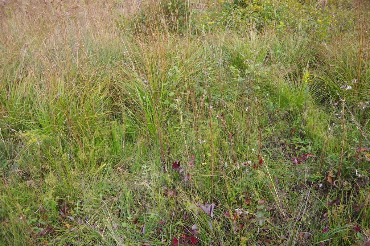 Mill Brook 712 2021