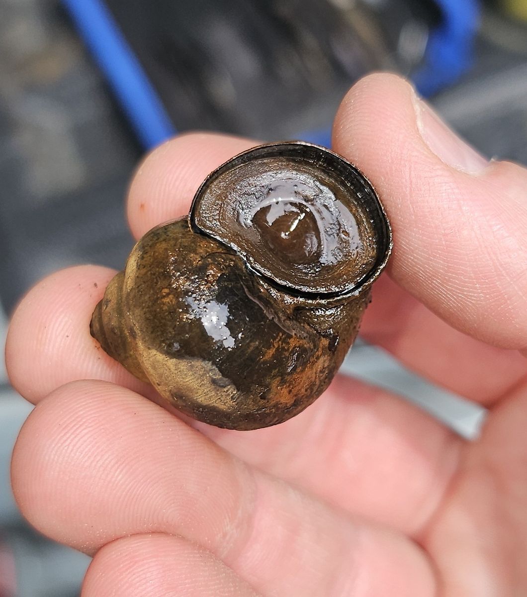 A likely specimen of Margarya chinensis (Chinese mystery snail) found by research students in the Surasinghe Lab of Bridgewater State University. One of several individuals found in Sampson's Brook on June 11, 2026. https://www.inaturalist.org/observations/370701320
