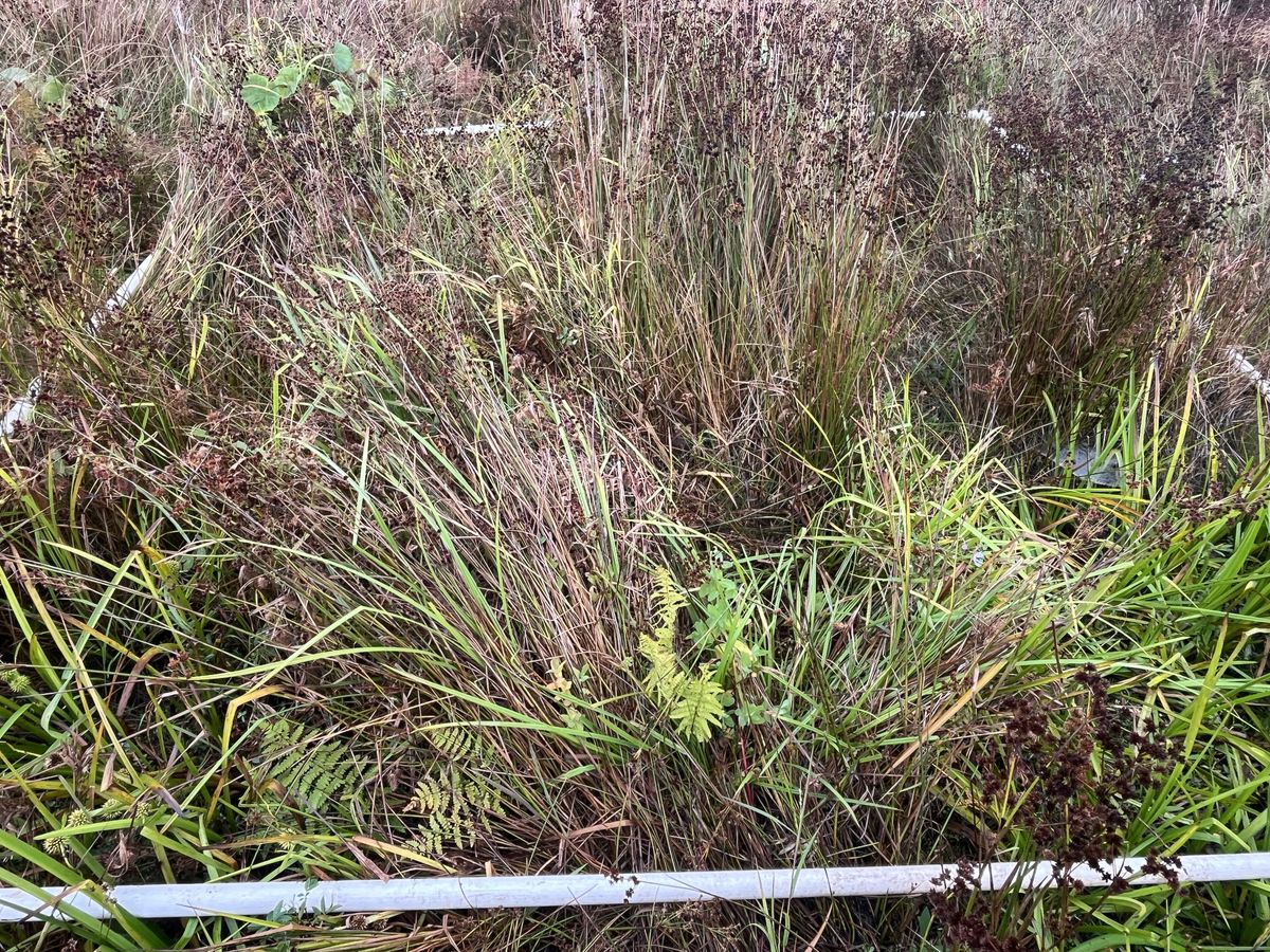 Plot 1128 photo