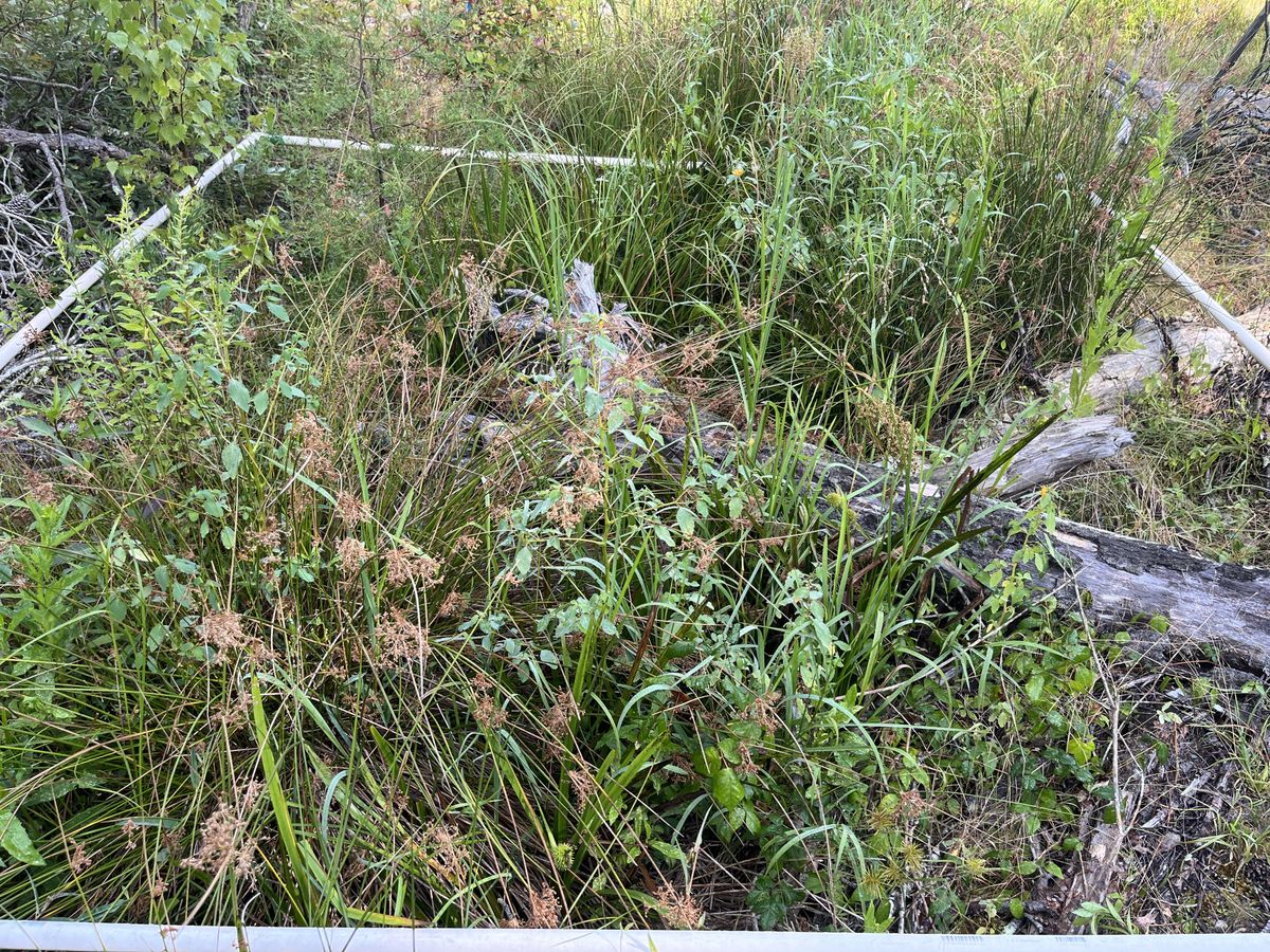 Plot 432