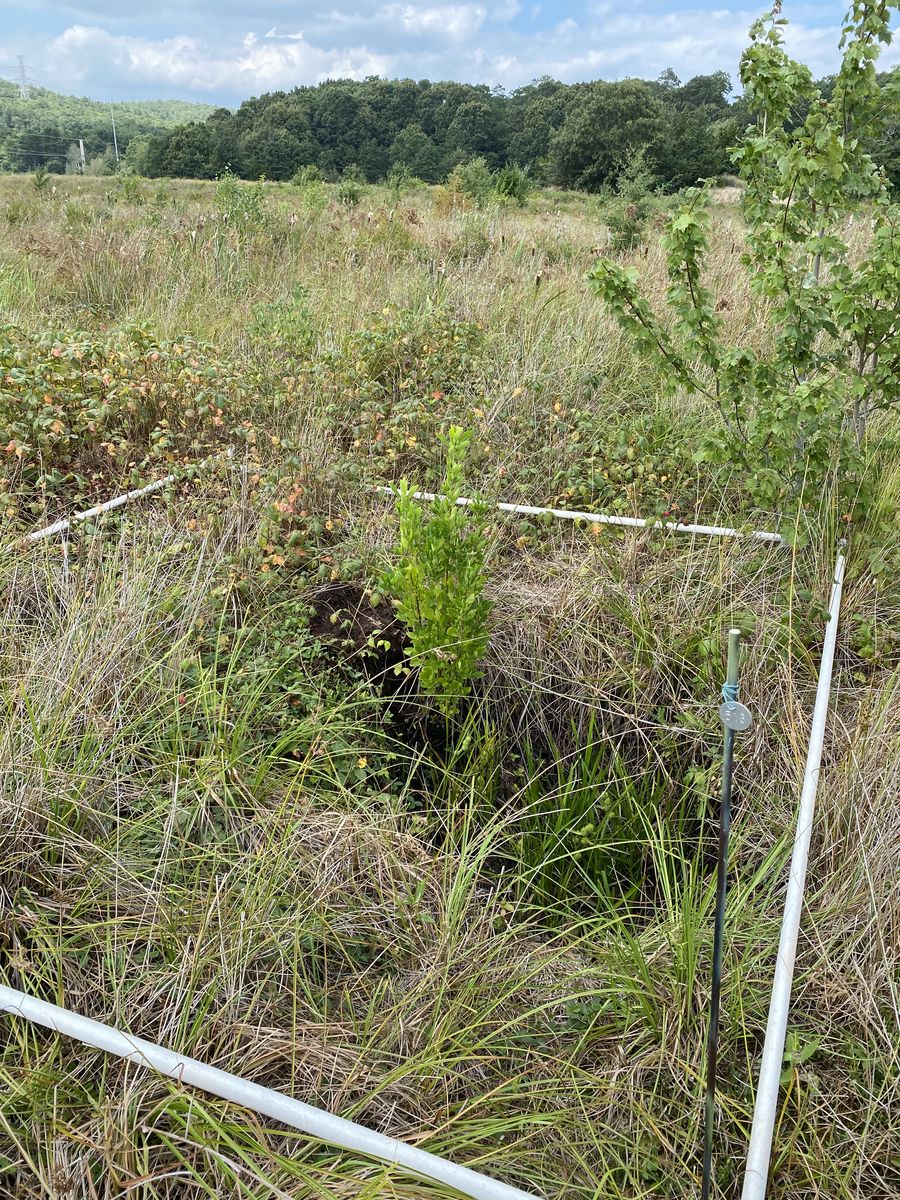 Plot 516