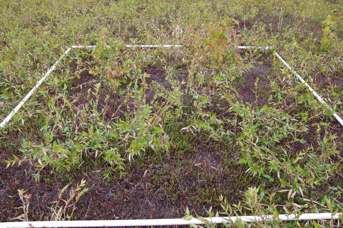 Plot 1405