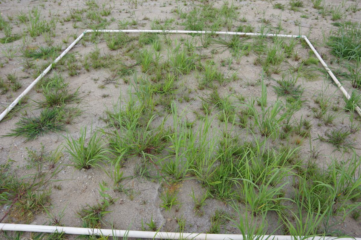 Plot 1236