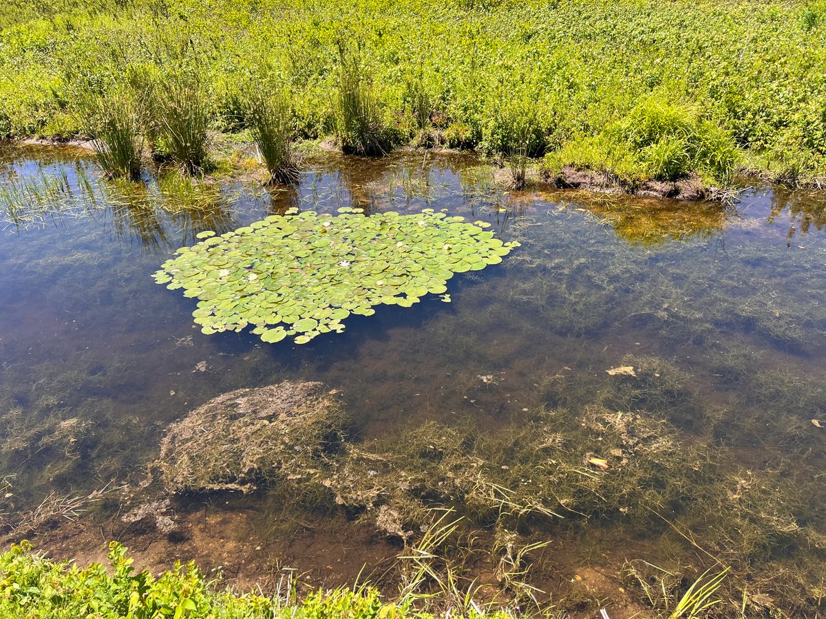 Waterlilies in edge ditch