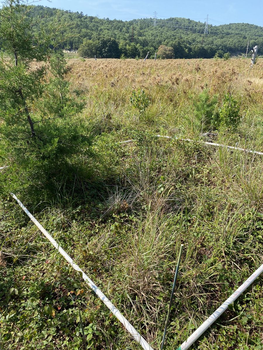 Plot 546
