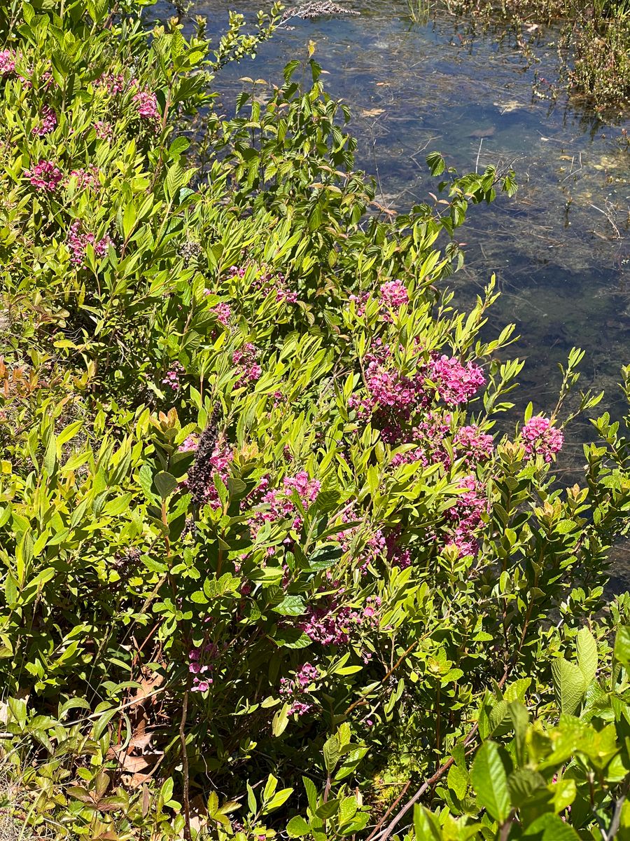 Sheep laurel (Kalmia angustifolia) (vertical)