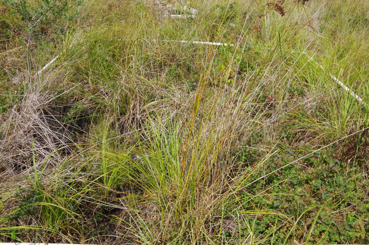 Plot 519